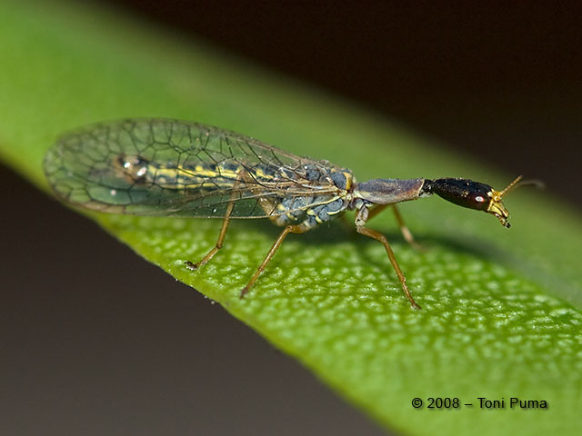 Rafidia siciliana: Maschio di Xanthostigma corsicum